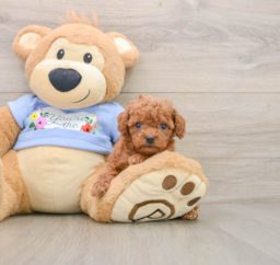 6 week old Poodle Puppy For Sale - Premier Pups