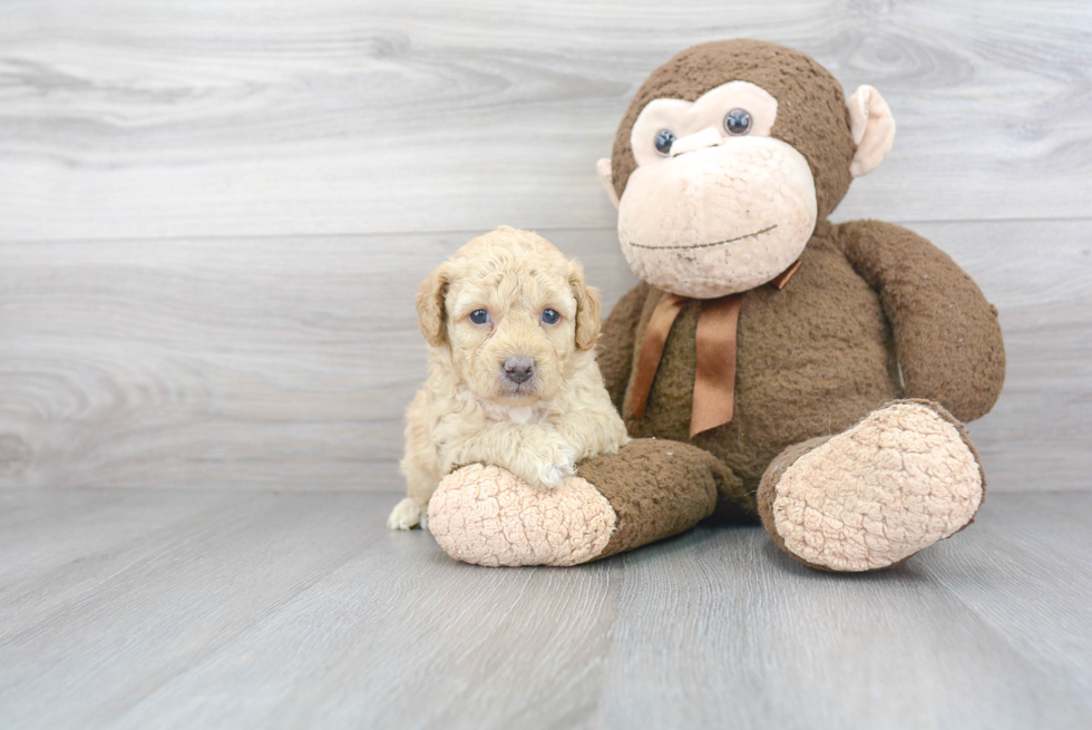 Poodle Pup Being Cute