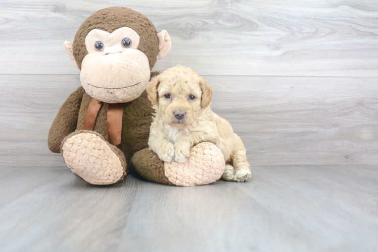 Sweet Pudle Purebred Puppy