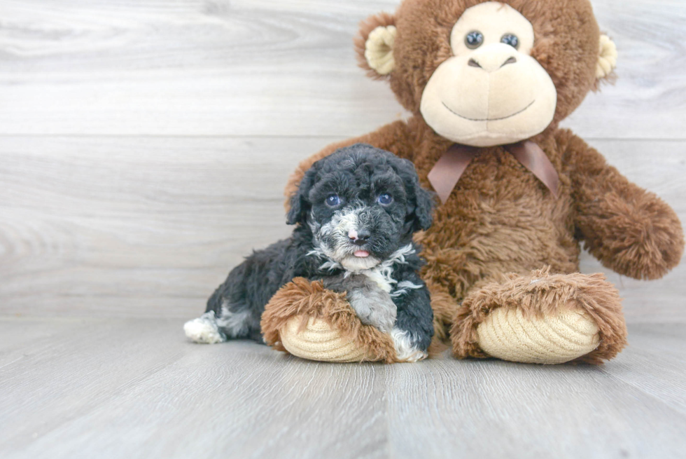Poodle Pup Being Cute