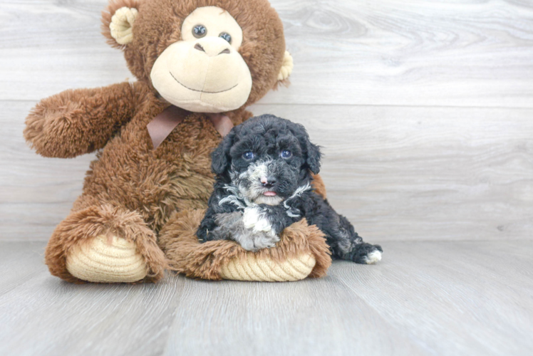 Small Poodle Baby