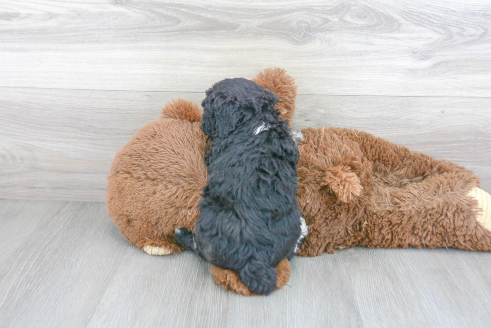 Best Poodle Baby