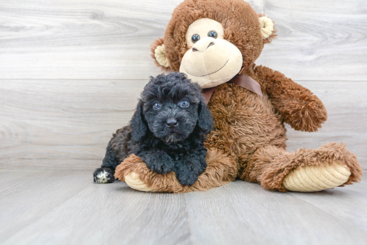 Poodle Pup Being Cute