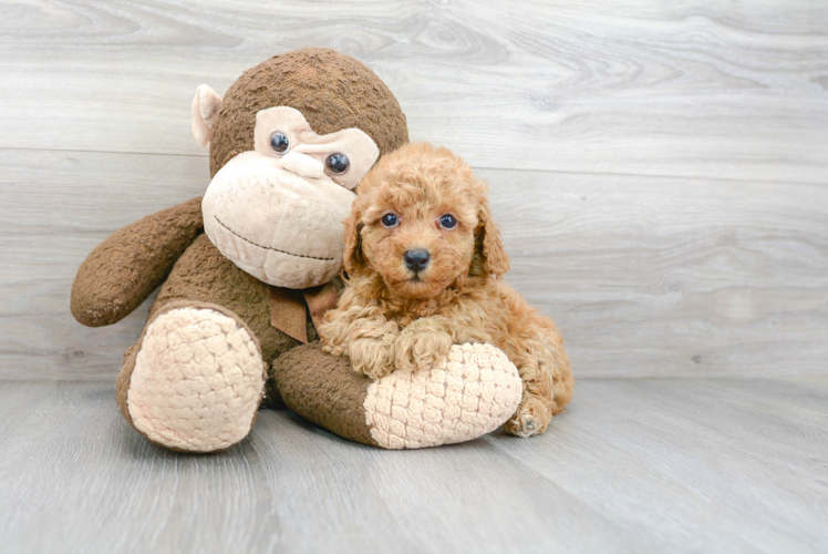 Playful Poodle Purebred Pup