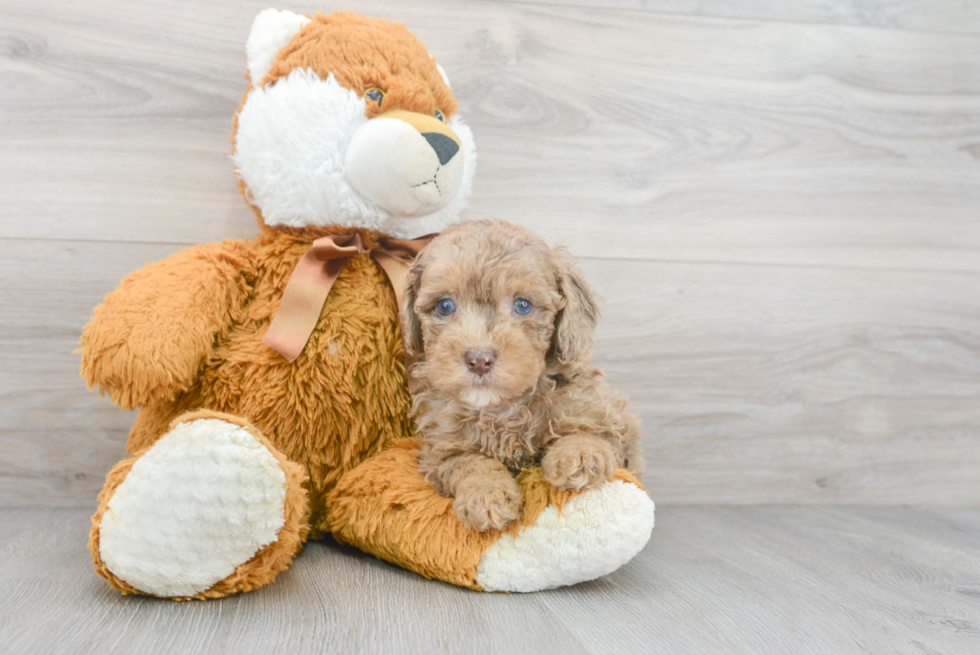 Friendly Poodle Baby