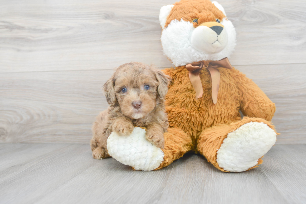 Poodle Pup Being Cute