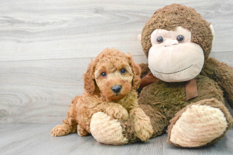 Playful Poodle Baby