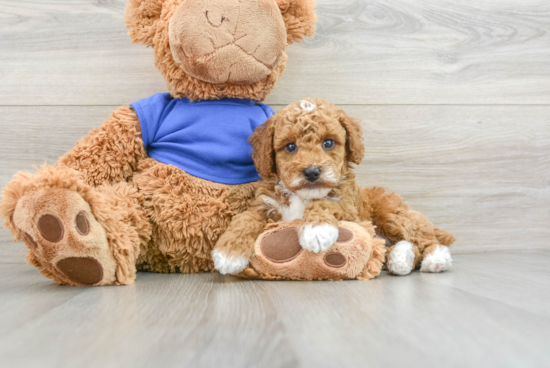 Small Poodle Purebred Pup