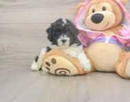 8 week old Poodle Puppy For Sale - Premier Pups