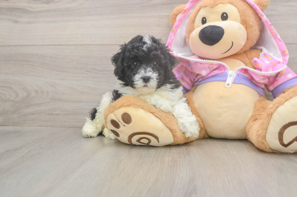 5 week old Poodle Puppy For Sale - Premier Pups