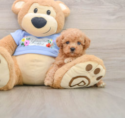 6 week old Poodle Puppy For Sale - Premier Pups