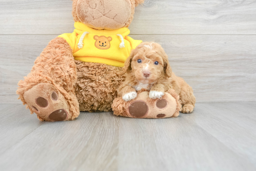 Poodle Pup Being Cute