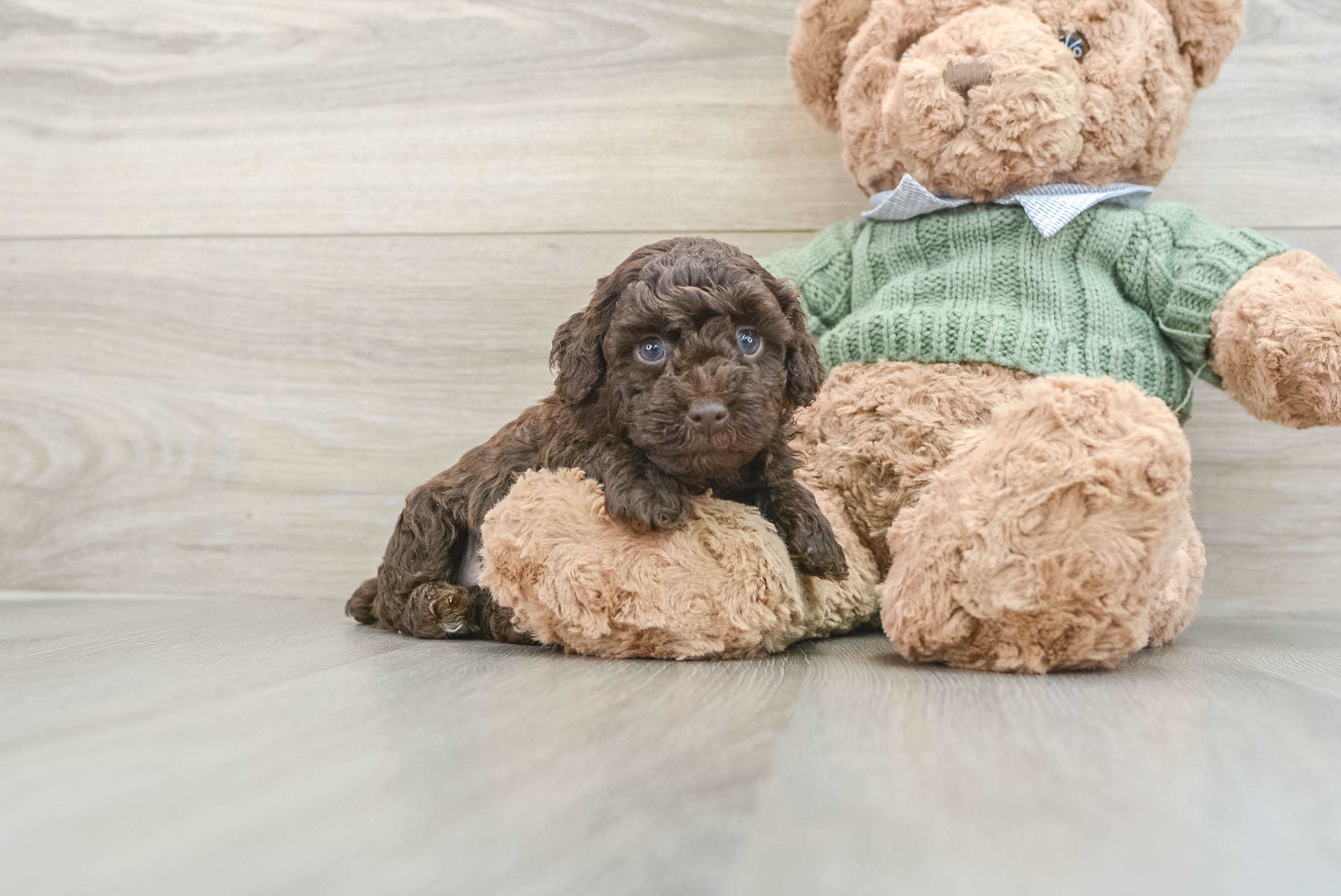Poodle Pup Being Cute