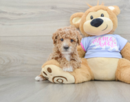 6 week old Poodle Puppy For Sale - Premier Pups