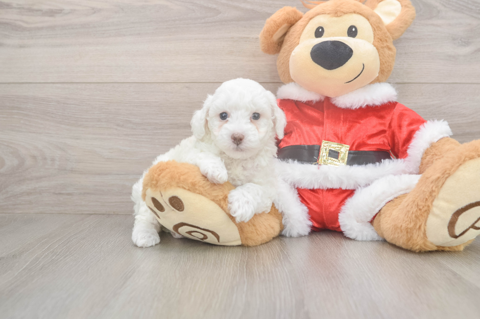 Friendly Poodle Baby