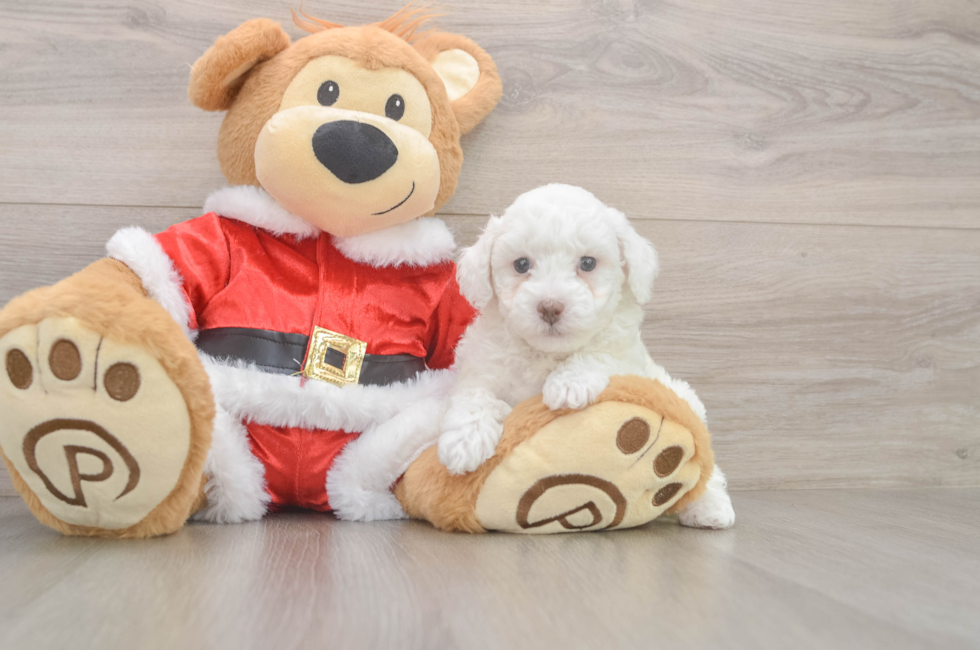 5 week old Poodle Puppy For Sale - Premier Pups