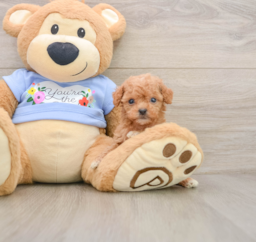 6 week old Poodle Puppy For Sale - Premier Pups
