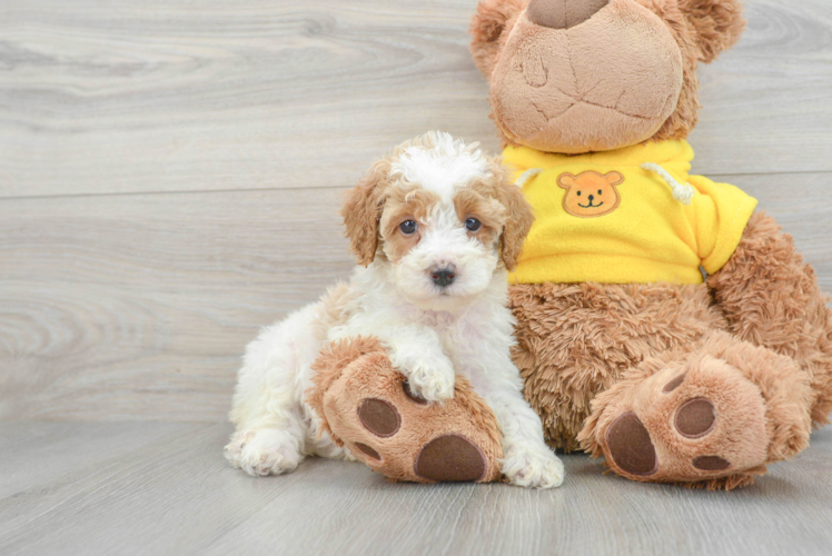 Small Poodle Purebred Pup