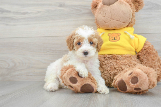 Small Poodle Purebred Pup