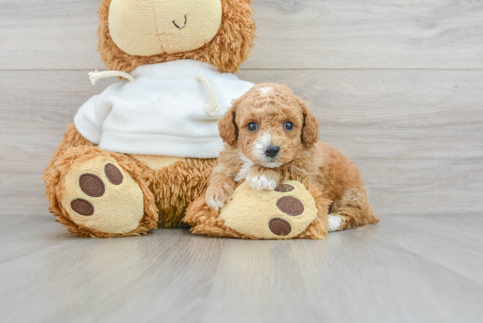 Poodle Puppy for Adoption