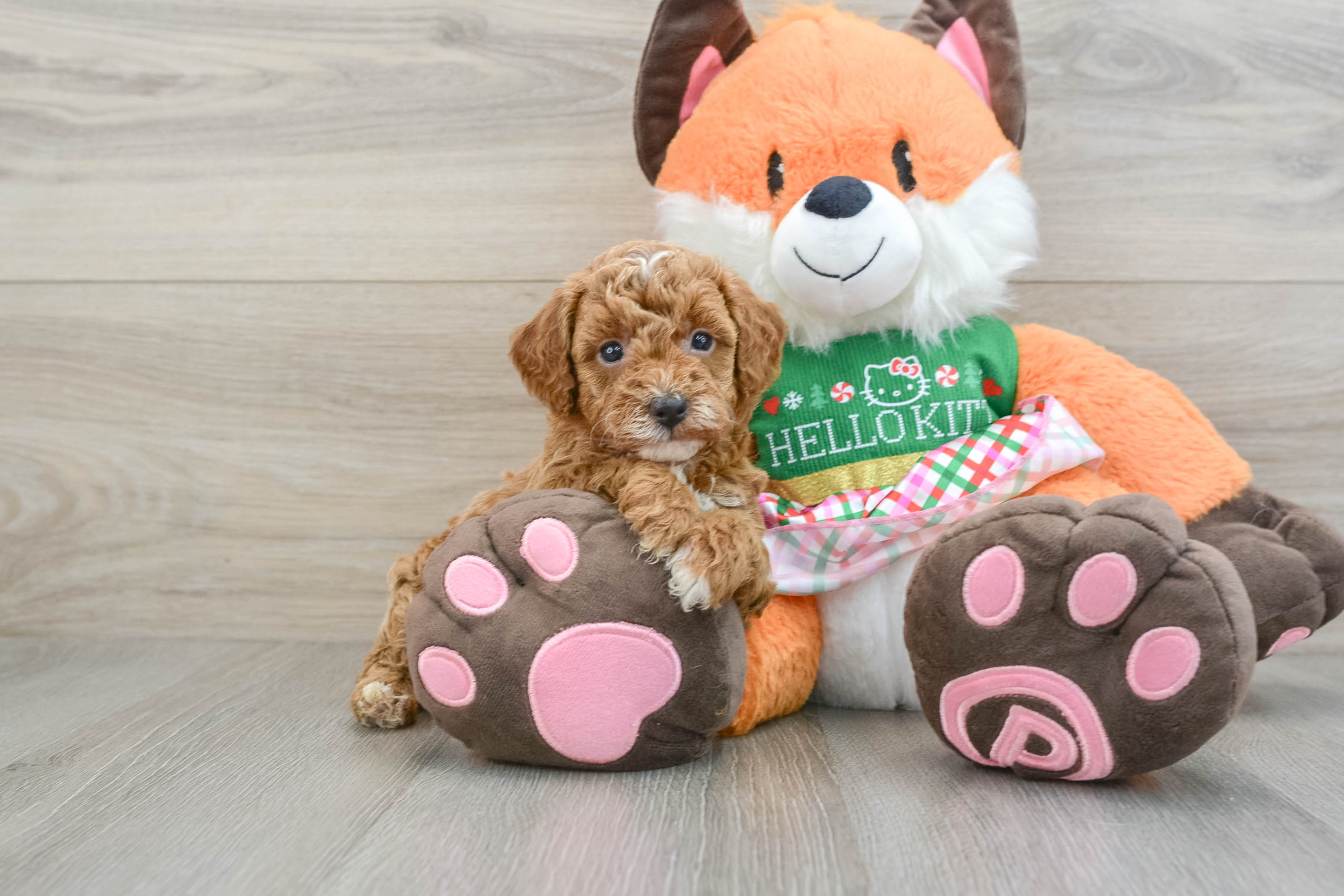 Little Poodle Auburn: 3lb 5oz Purebred Puppy
