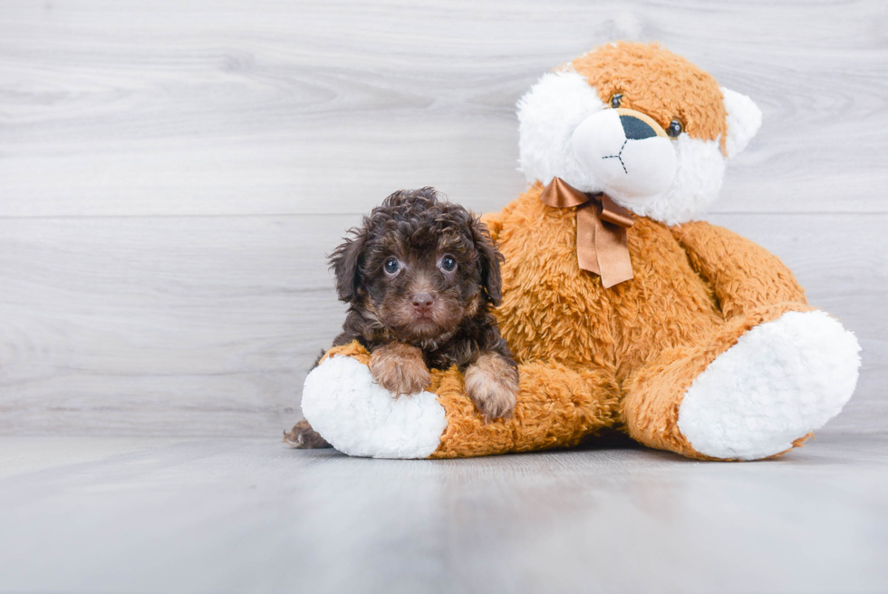 Poodle Pup Being Cute