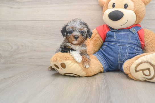 Hypoallergenic Poodle Purebred Pup