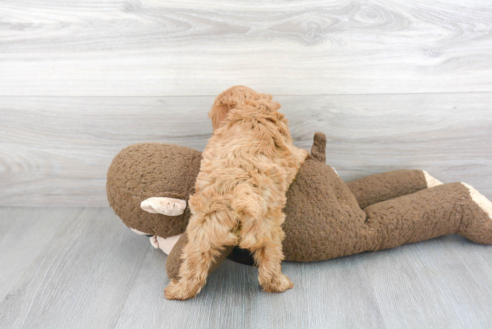 Playful Poodle Purebred Pup