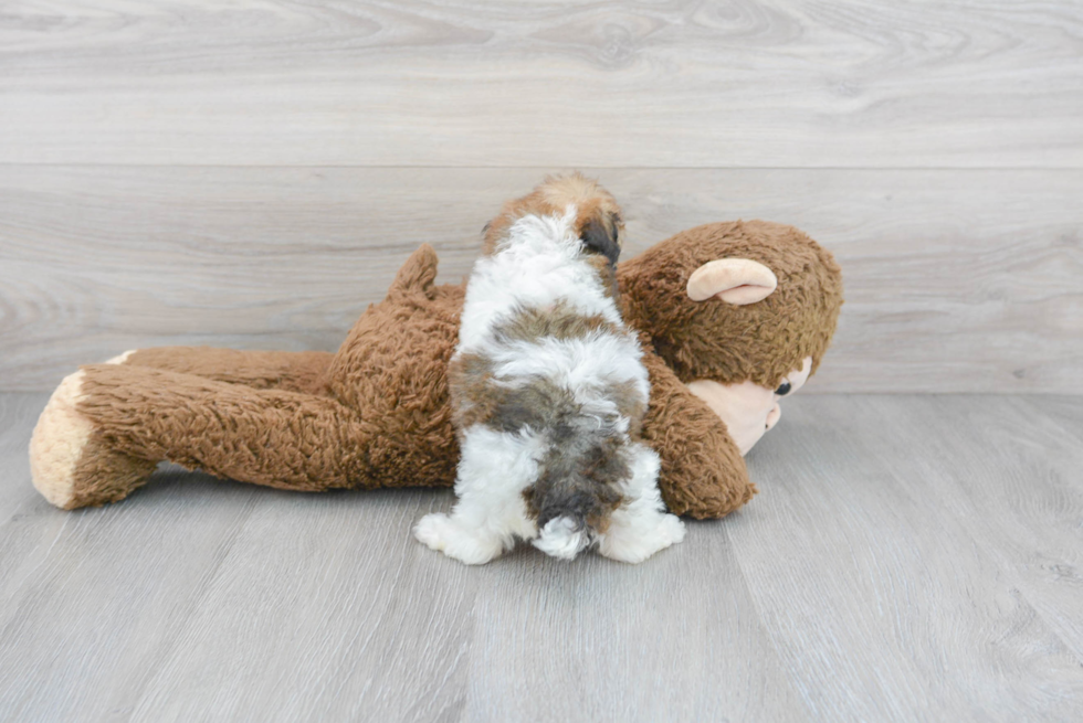 Poodle Pup Being Cute