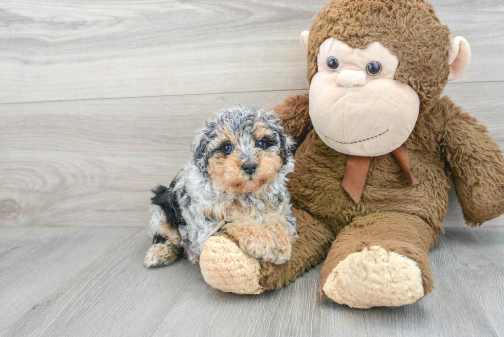 Best Poodle Baby
