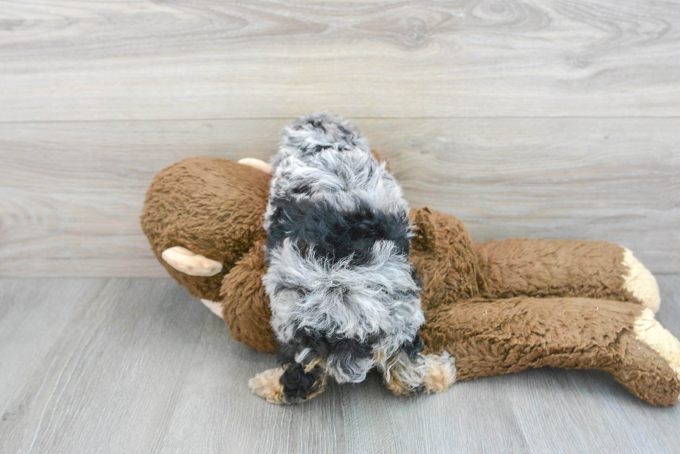Poodle Puppy for Adoption