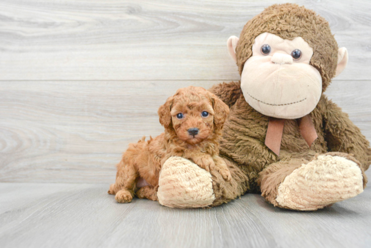 Sweet Pudle Purebred Puppy