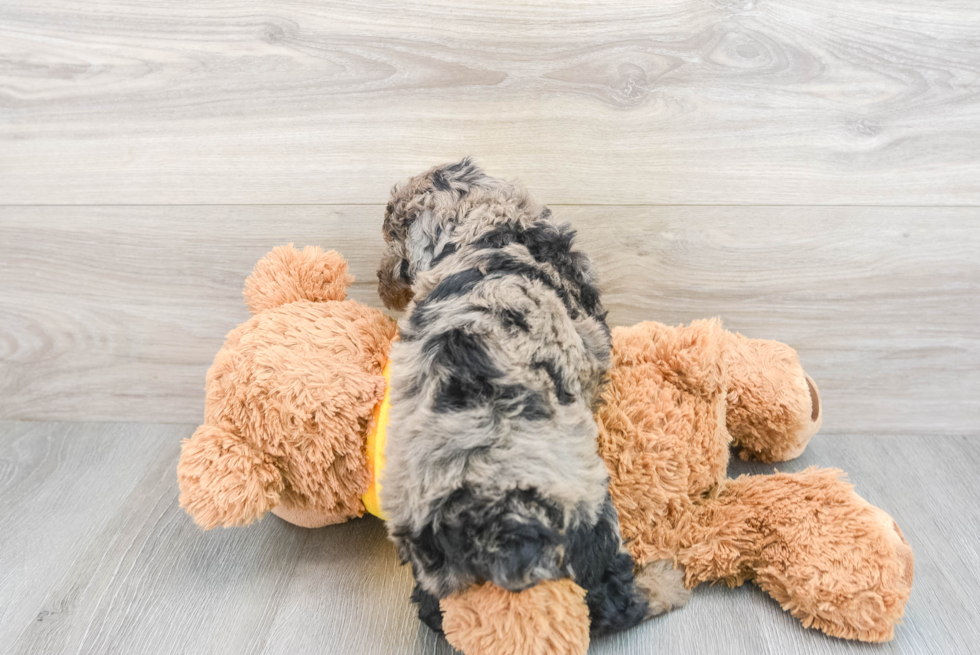 Poodle Pup Being Cute