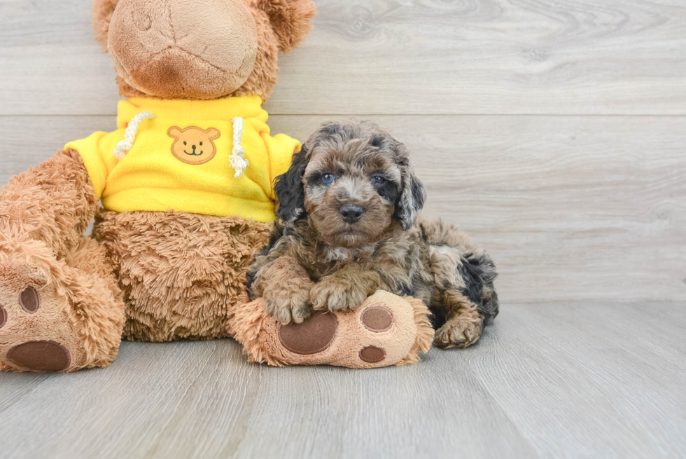 Poodle Puppy for Adoption