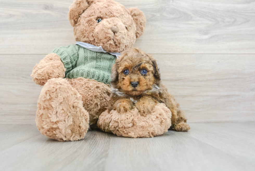 Popular Poodle Purebred Pup