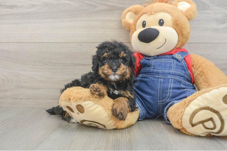 Friendly Poodle Purebred Pup