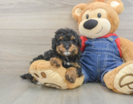 8 week old Poodle Puppy For Sale - Premier Pups