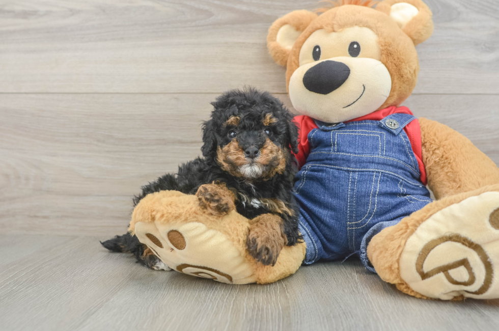 6 week old Poodle Puppy For Sale - Premier Pups