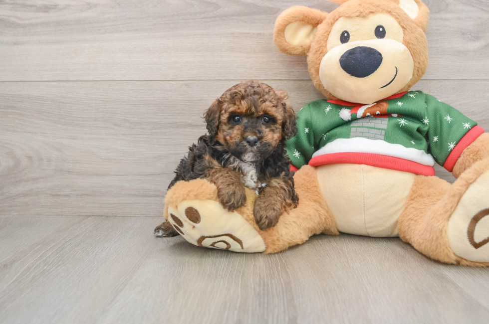 5 week old Poodle Puppy For Sale - Premier Pups