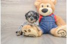 Playful Poodle Purebred Pup