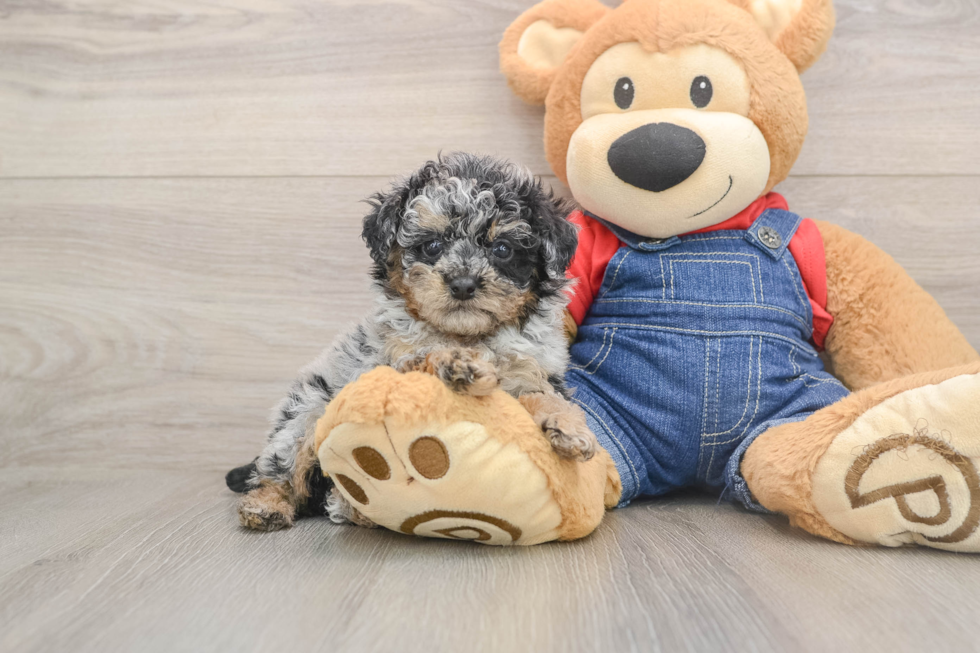 Playful Poodle Purebred Pup