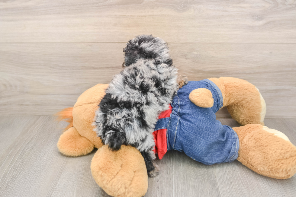 Poodle Puppy for Adoption