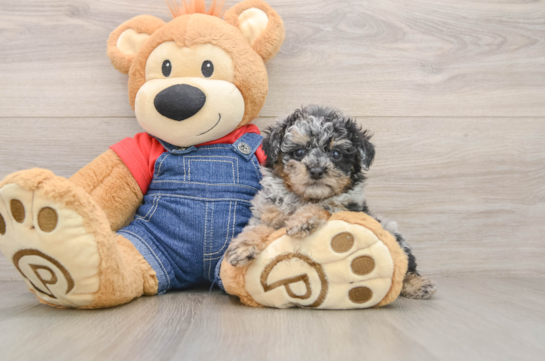 Poodle Puppy for Adoption