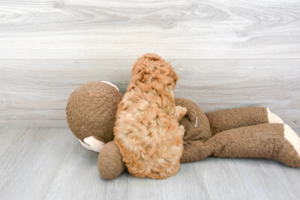 Cute Poodle Purebred Pup