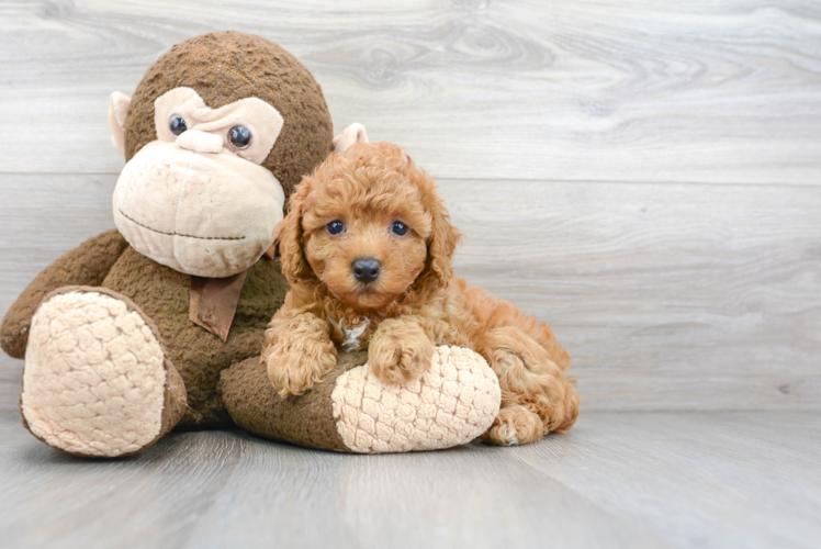 Best Poodle Baby