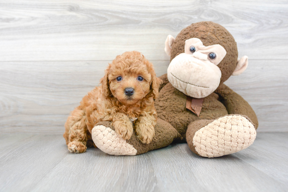Cute Poodle Baby