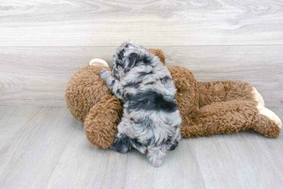 Poodle Puppy for Adoption