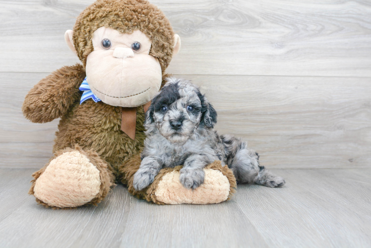 Cute Pudle Purebred Puppy