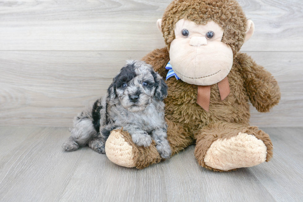 Cute Poodle Purebred Pup