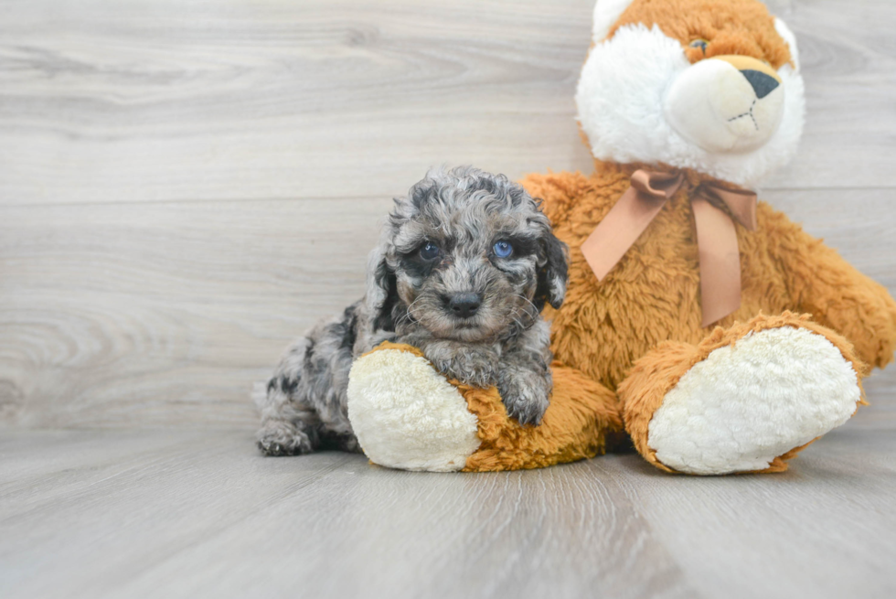 Friendly Poodle Baby